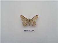 藏品(尺蛾172)的圖片